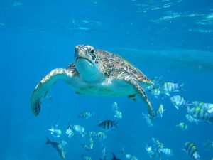 turtle